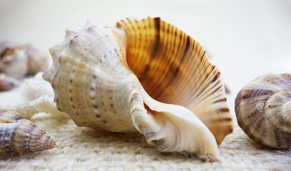 the sea shell